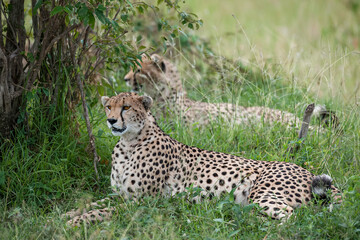 cheetah in the grass