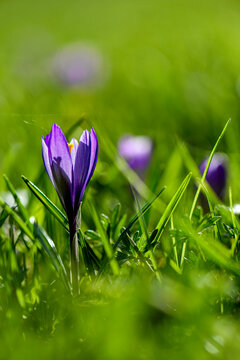 Fototapeta tender spring messengers in the Mostviertel