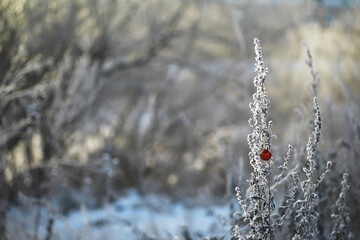 Solitary Red Ornament on Frosty Bush in Winter Wonderland Background