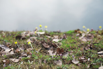Spring Wildflowers and Fallen Leaves Overlapping on Grassy Terrain by a Reflective Water Surface