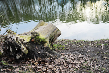 Old Tree Stump by the Lake with Moss Growth and Reflections in Water