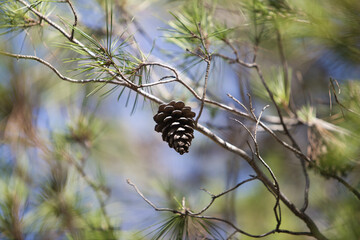 Obraz premium Pine tree branch with needles and pine cone.
