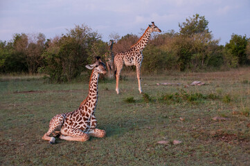 giraffe in the savannah