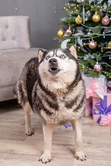 A large husky dog ​​sits against a background of a Christmas tree and decorations.