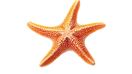 Orange Starfish on White: A vibrant orange starfish with intricate textures and five prominent arms is isolated against a clean, bright background, ready to be incorporated into any project.