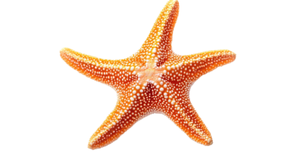 Orange Starfish on White:  A vibrant orange starfish with intricate textures and five prominent arms is isolated against a clean, bright background, ready to be incorporated into any project.