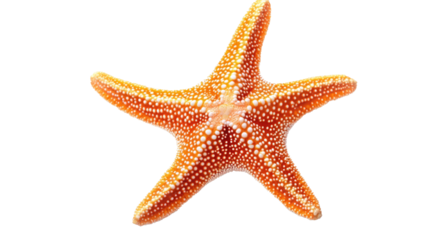 Orange Starfish on White:  A vibrant orange starfish with intricate textures and five prominent arms is isolated against a clean, bright background, ready to be incorporated into any project.