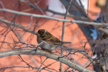 Sparrow on a branch. High quality photo