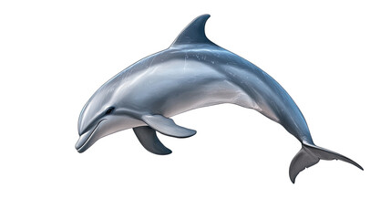 Obraz premium Dolphin Leap: A sleek, powerful dolphin breaches the surface, showcasing its elegant form and graceful movement against a clear background. 