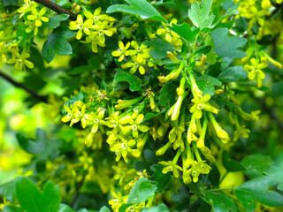 golden currant (Ribes aureum) blossoms with yellow flowers