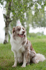 A dogs birthday. Happy dog. Nice day , summer Holliday 