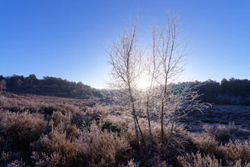 Frozen morning in the Hot Valley. Fontainebleau forest Massif