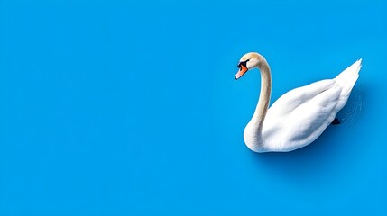 Fototapeta premium Elegant White Swan Gliding on Calm Blue Water with Serenity and Graceful Movements in a Tranquil Natural Setting
