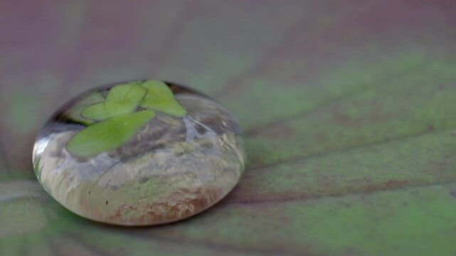 Water rolls on the lotus and in the water stop there are duckweeds.