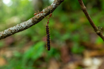 red ants with food, macro shot
