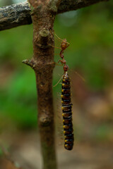 red ants with food, macro shot