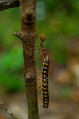 red ants with food, macro shot