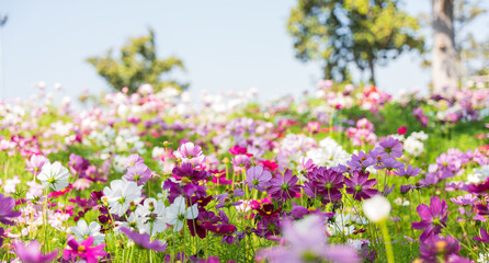 Nature background of beautiful cosmos flower field