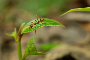 red ants on green leaves macro shot