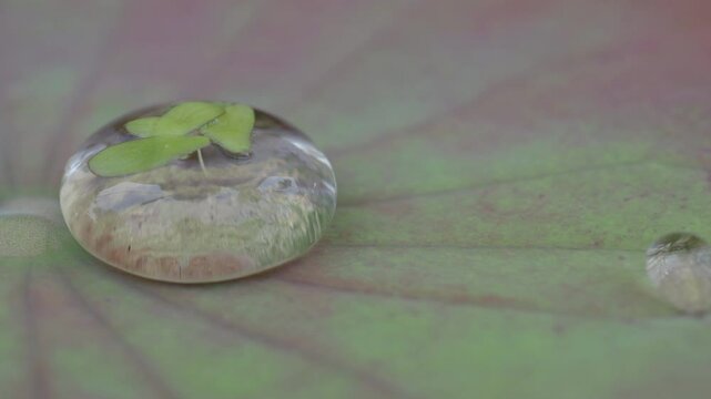 Water rolls on the lotus and in the water stop there are duckweeds.