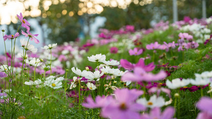 beautiful cosmos flower field with bokeh background