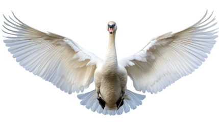 Swan in Flight: A majestic white swan with outstretched wings, capturing the grace and beauty of nature's elegance. Its feathers are spread wide, creating a sense of freedom and tranquility.  