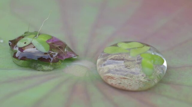 Water rolls on the lotus and in the water stop there are duckweeds.