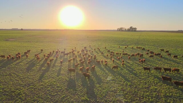 A serene and peaceful scene unfolds on an open plain with herd of cattle grazing on a lush, grassy field bathed in warm, golden morning sunlight, aerial drone shot of the tranquility of rural life.