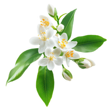 Neroli Blossom and Orange Tree Flower for Aromatherapy and Natural Products on transparent background