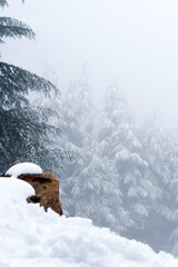 Scenic view of snow covering Blue Atlas Cedar trees in Chelia Mountain in Algeria