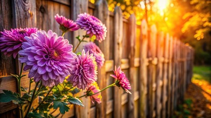 Obraz premium Autumn Chrysanthemum Garden Photography: Purple Flowers, Old Wooden Fence, Fall Scenery
