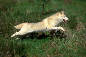 Siberian husky en course