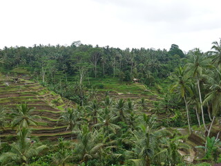 Obraz premium Bali, Indonésie, île, plage, mer, océan, sable, tropical, exotique, Asie du Sud-Est, voyage, tourisme, vacances, détente, soleil, paysage, nature, eau turquoise, palmiers, coucher de soleil, Ubud, Kut