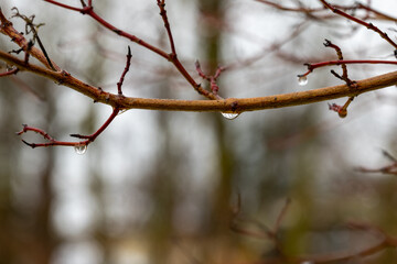 Raindrops cling to the branches of a bare tree during a foggy day in the woods