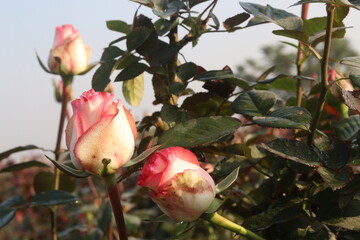 pink colored rose plant on farm