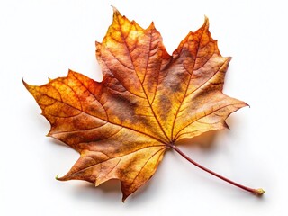 Dried Autumn Leaf, Isolated on White Background - High-Resolution Drone Photography