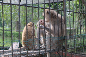Captive Monkeys in Enclosure at Zoo with Natural Background