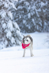 Dog shaking off snow. Funny husky in winter forest