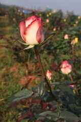 pink colored rose plant on farm