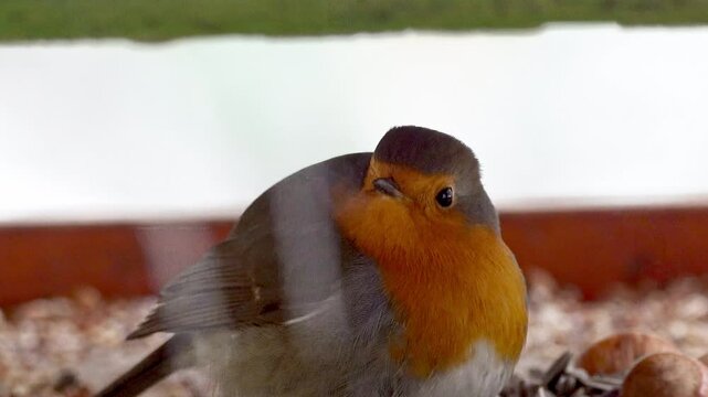 European robin resting on bird feeder in winter