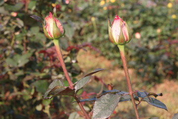 pink colored rose plant on farm