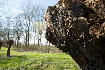 Close-up view of a textured tree stump with vibrant green grass and bare trees in the background during a sunny spring day