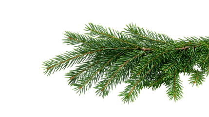 Christmas corner arrangement with green pine twigs isolated on white or transparent background