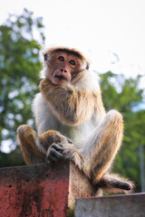 Portrait of a cute monkey sitting on a fence and scratching