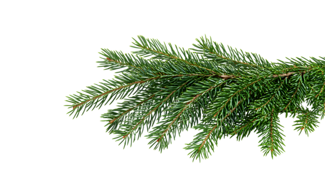 Christmas corner arrangement with green pine twigs isolated on white or transparent background
