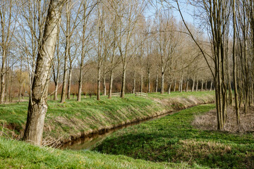 Beautiful spring landscape with trees lining a tranquil stream in a rural area