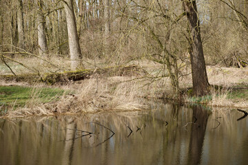 Tranquil riverbank view during early spring with bare trees and soft reflections