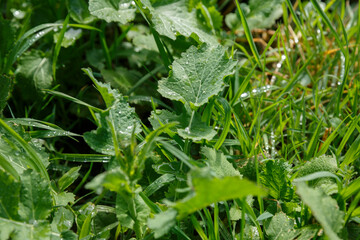 Lush green foliage with droplets of water on plants in a natural setting during sunny daytime