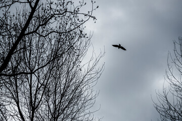 Dark clouds loom over barren trees as a solitary bird soars in the gray sky