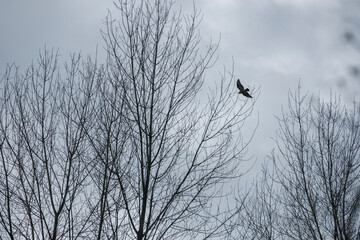 Black bird soaring above bare trees in a cloudy sky during late afternoon